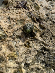 Nerita tessellata