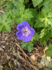Geranium wallichianum