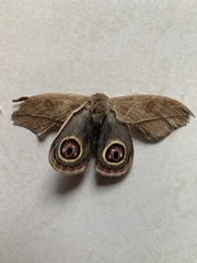 Leucanella contempta