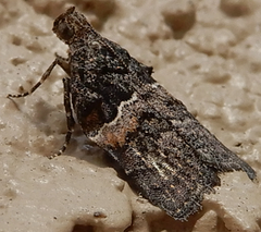 Satole ligniperdalis