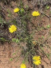 Xanthisma texanum drummondii