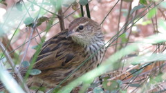 Poodytes punctatus punctatus