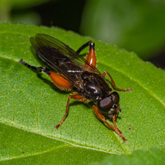 Chalcosyrphus plesia
