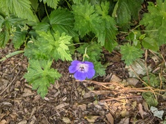 Geranium wallichianum