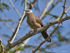 White-Headed Babbler photo 1