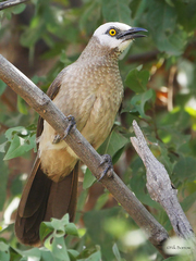 White-Headed Babbler photo 2