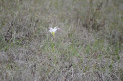 Zephyranthes treatiae