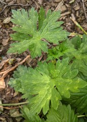 Geranium wallichianum