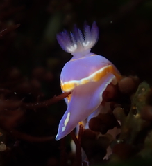 Felimida macfarlandi