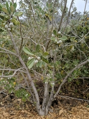 Pittosporum crassifolium