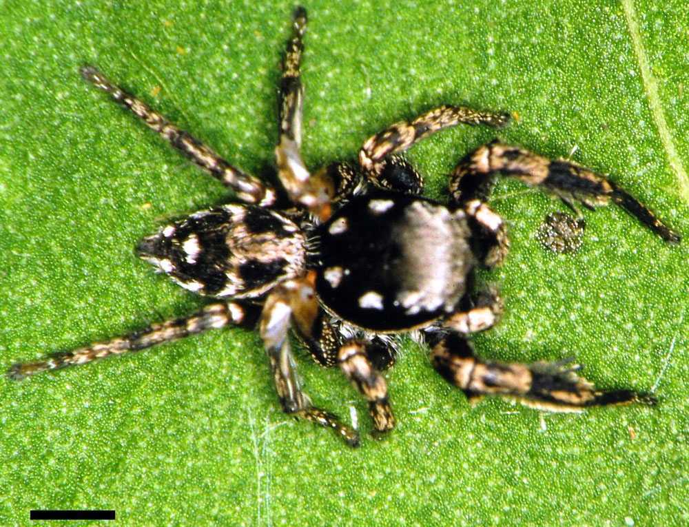 Habronattus brunneus
