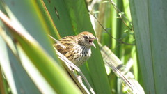 Poodytes punctatus punctatus