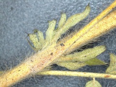 Agrimonia incisa