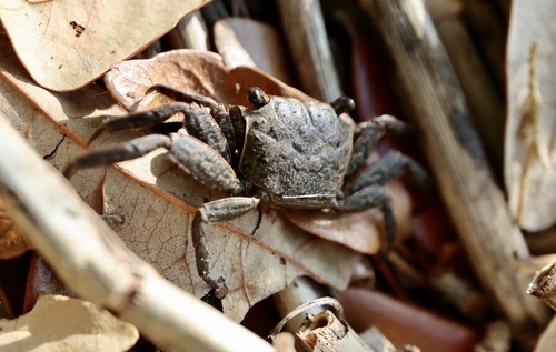 Squareback Marsh Crab, photo 3 of 10