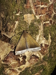 Coremagnatha orionalis