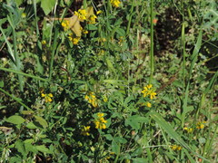 Trigonella esculenta