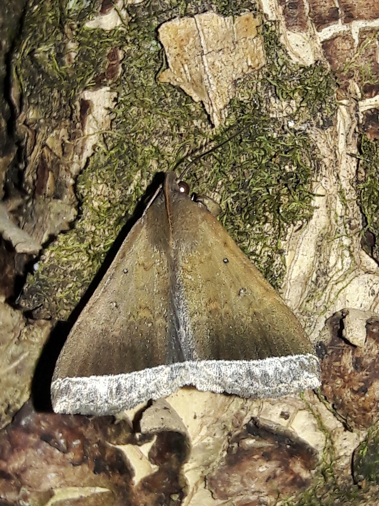 Coremagnatha orionalis