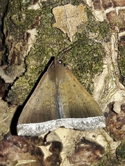 Coremagnatha orionalis