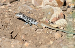 Aspidoscelis scalaris septemvittatus