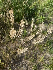 Thlaspi arvense
