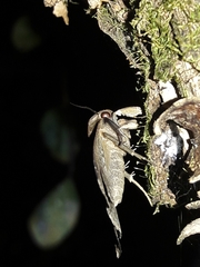 Coremagnatha orionalis