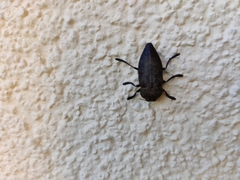 Capnodis tenebricosa