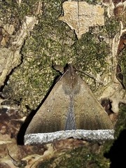 Coremagnatha orionalis