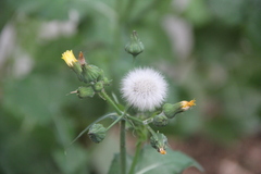 Sonchus oleraceus