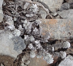 Leucogenes grandiceps