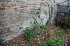 Sonchus oleraceus