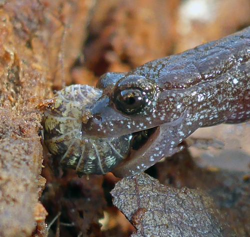 California Slender Salamander, Fremont, CA, USA, photo 7 of 10