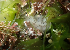 Enchiridium punctatum