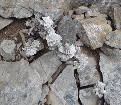 Leucogenes grandiceps