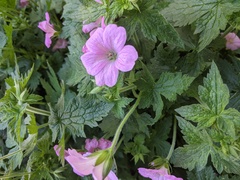 Geranium