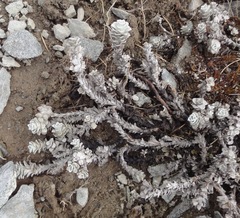 Leucogenes grandiceps