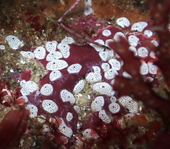 Didemnum carnulentum