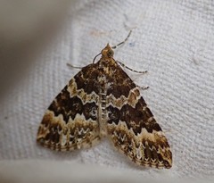 Electrophaes corylata