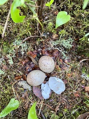 Canachites canadensis