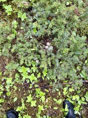 Canachites canadensis