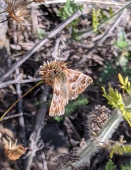 Carcharodus