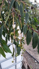 Prunus serotina capuli