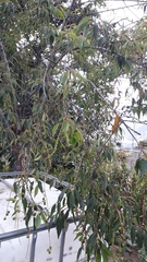 Prunus serotina capuli