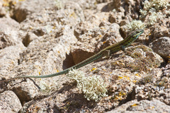 Tyrrhenian Wall Lizard photo 5