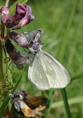 Leptidea juvernica