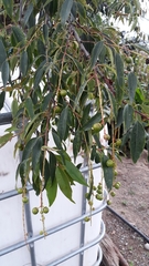 Prunus serotina capuli