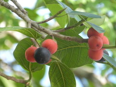 Byrsonima crassifolia