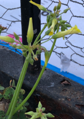 Oxalis pes-caprae