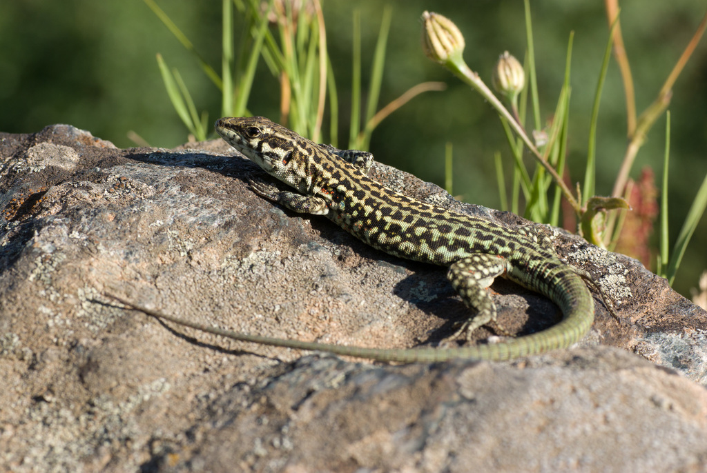 Tyrrhenian Wall Lizard