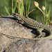 Tyrrhenian Wall Lizard - Photo (c) Tom Heller, some rights reserved (CC BY-NC-SA)