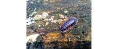 Oniscus asellus
